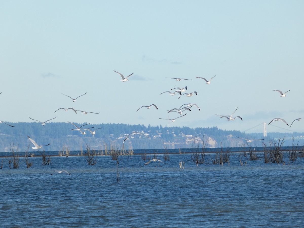 Ringschnabelmöwe - ML646031719