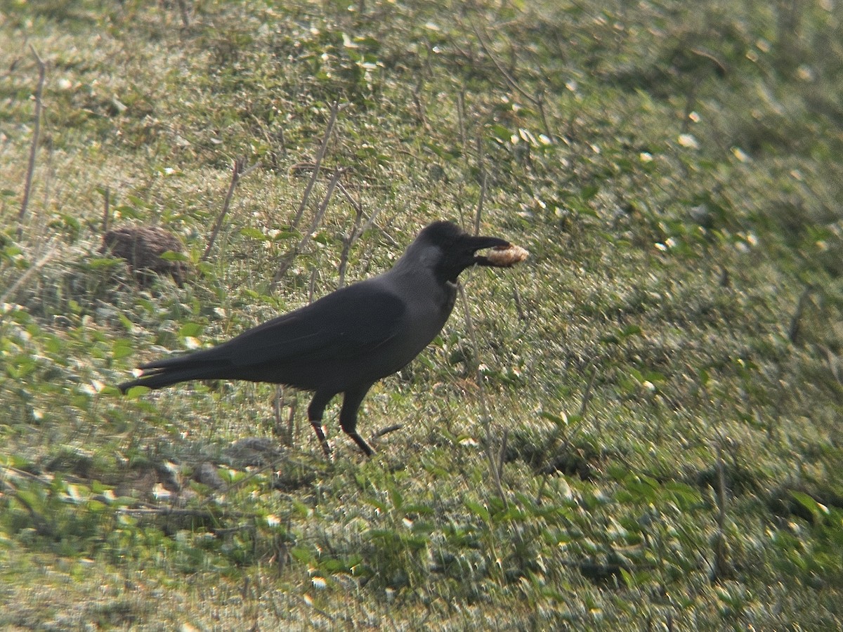 Glanzkrähe - ML646031720