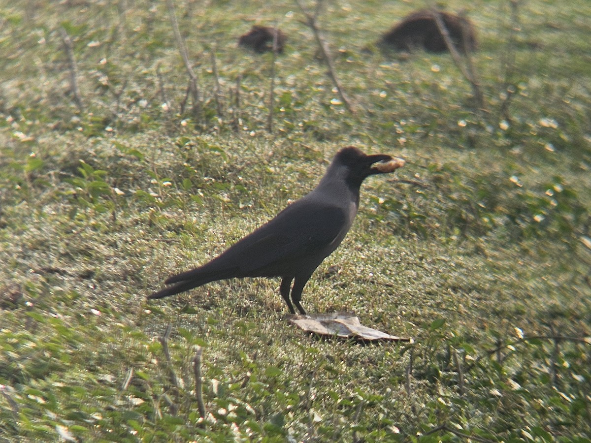 Glanzkrähe - ML646031721