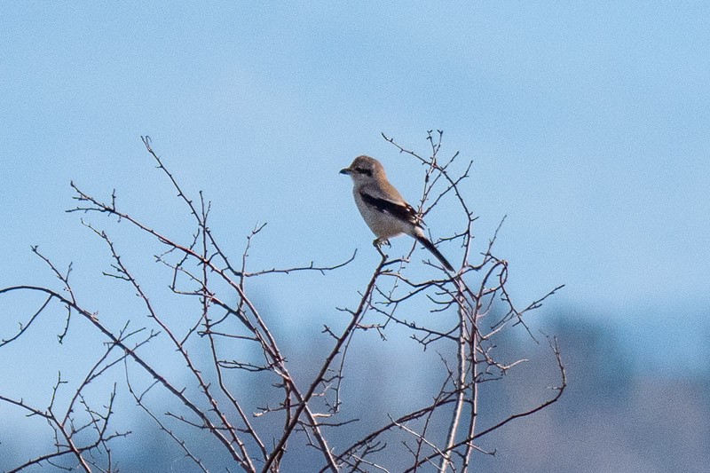 Taigaraubwürger - ML646031723