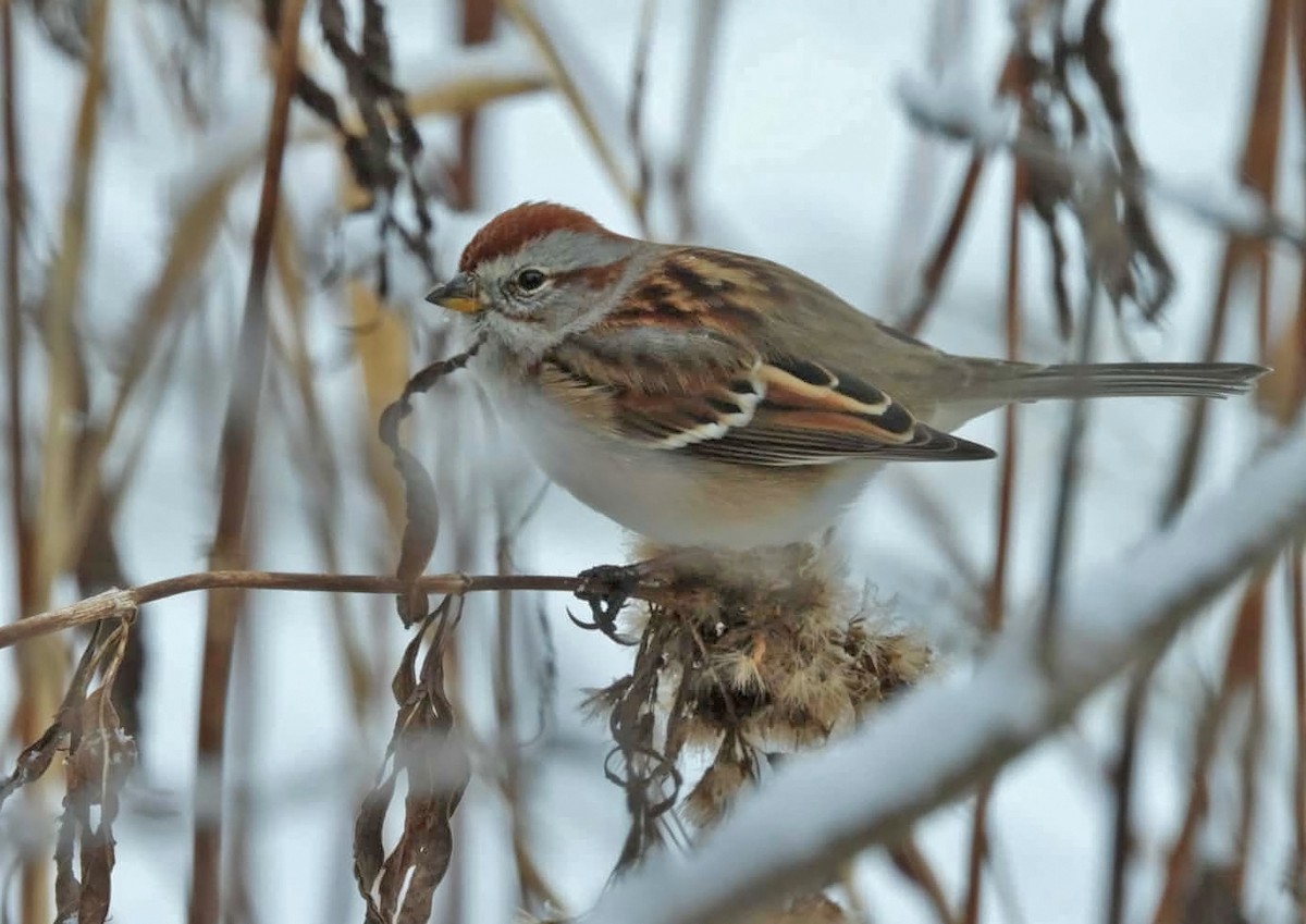 Baumammer - ML646031724