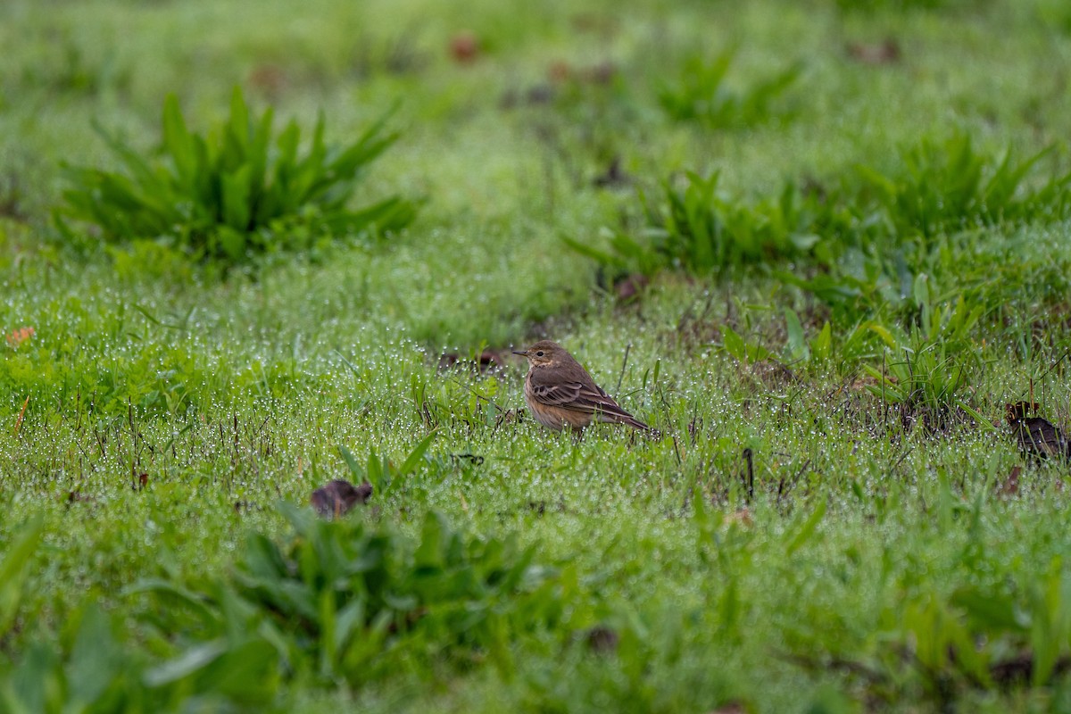 Amerikapieper - ML646031725