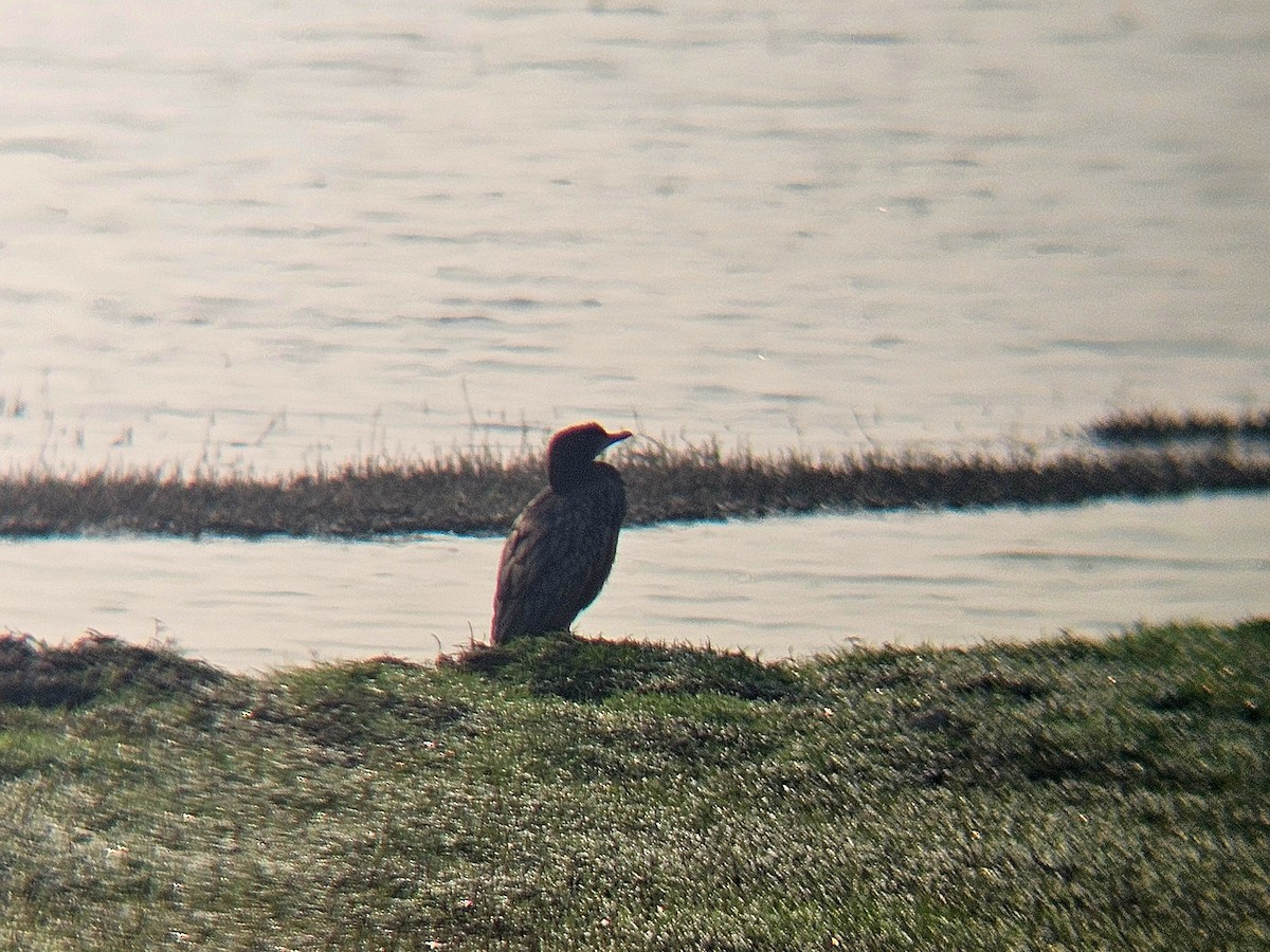 Kleinscharbe - ML646031726