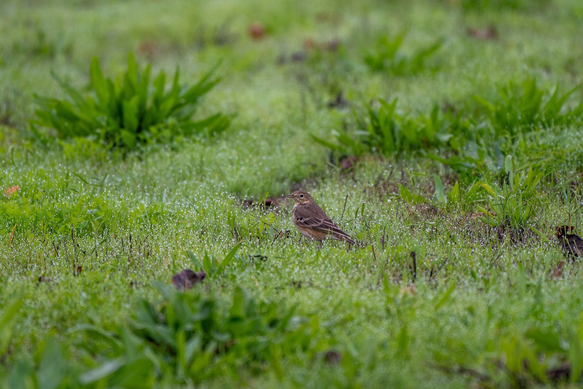 Amerikapieper - ML646031727