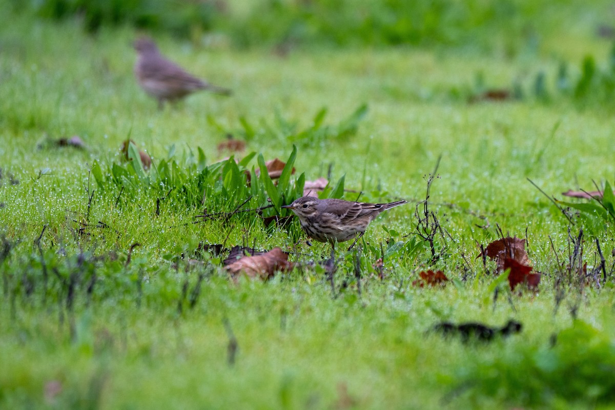 Amerikapieper - ML646031728