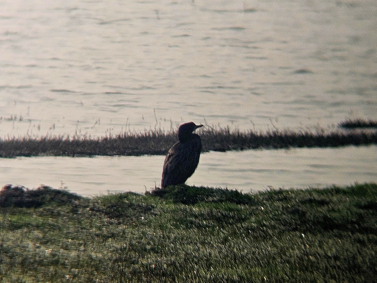 Kleinscharbe - ML646031729