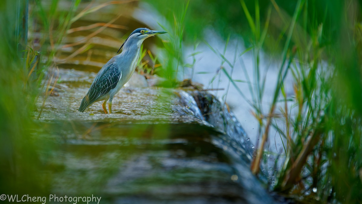 Little Heron - ML646031731