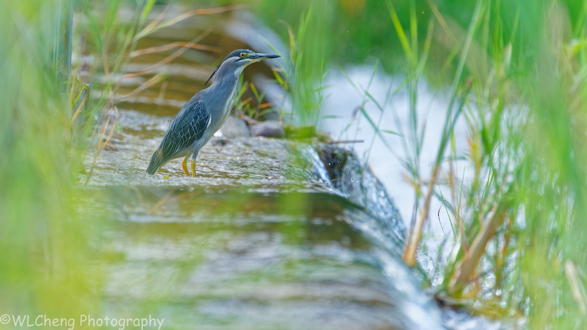 Little Heron - ML646031732