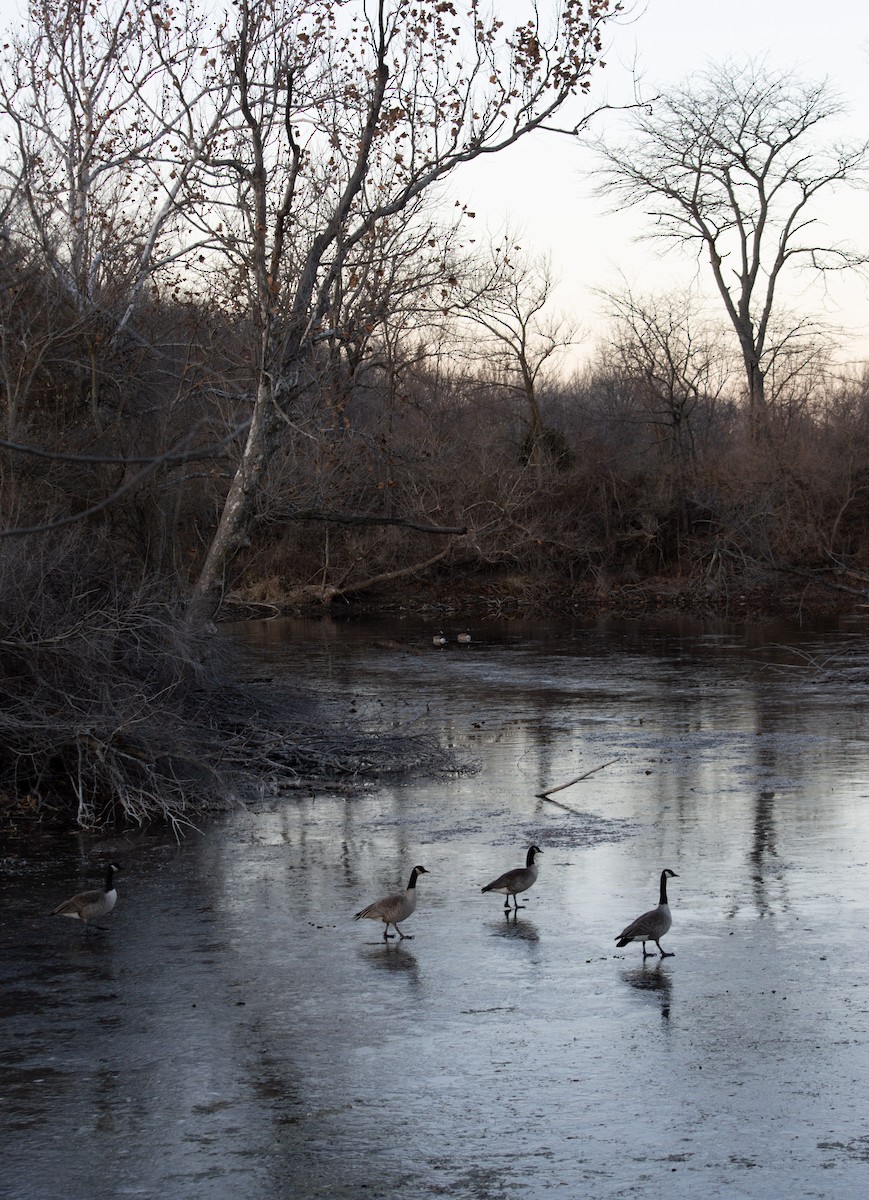 Kanadagans - ML646031734