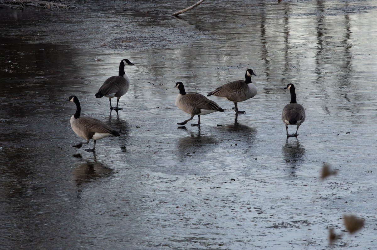 Kanadagans - ML646031735