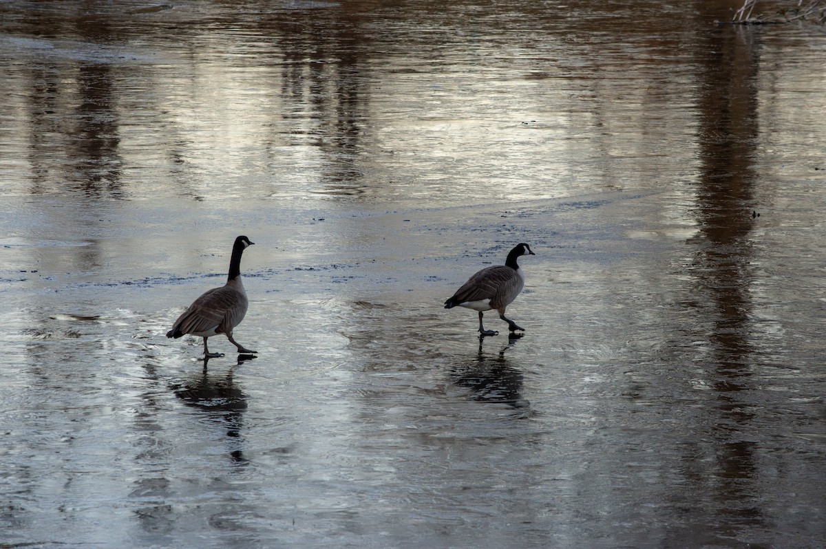 Kanadagans - ML646031736