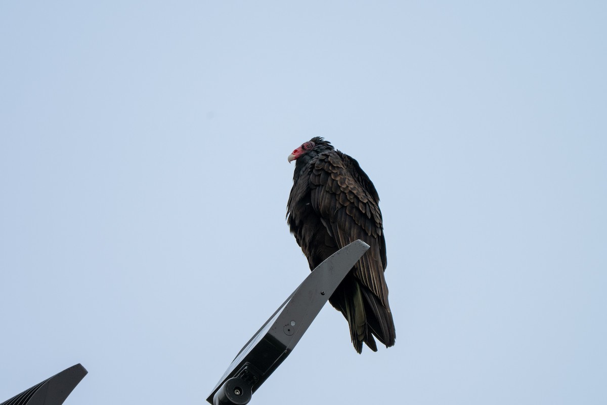 Truthahngeier - ML646031739