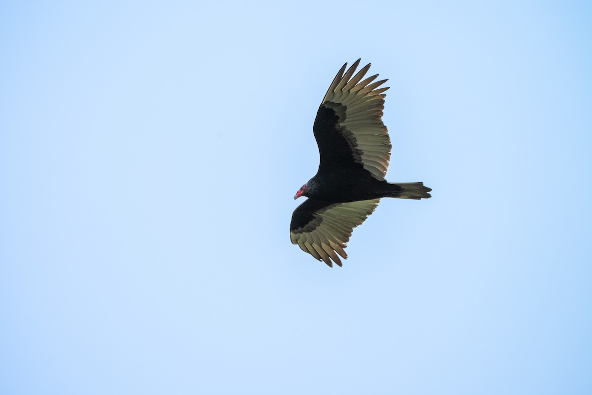 Truthahngeier - ML646031740