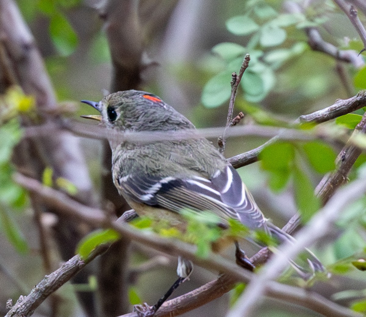 Rubingoldhähnchen - ML646031741