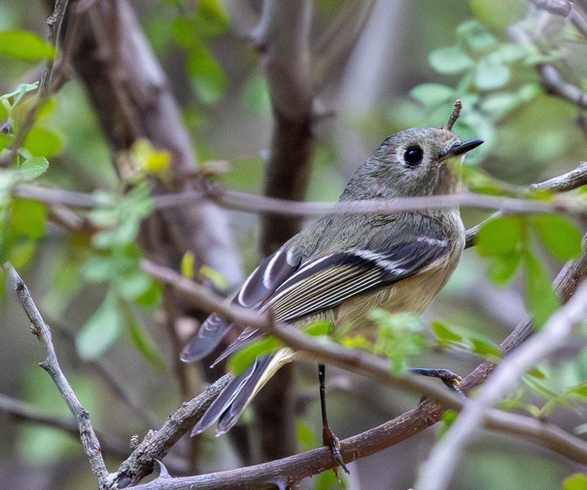 Rubingoldhähnchen - ML646031743