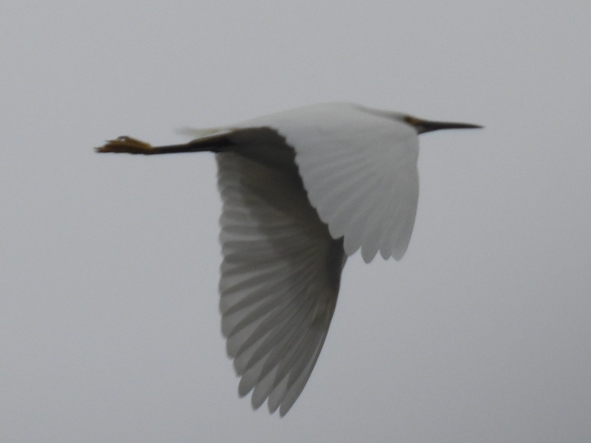 Schmuckreiher - ML646031744