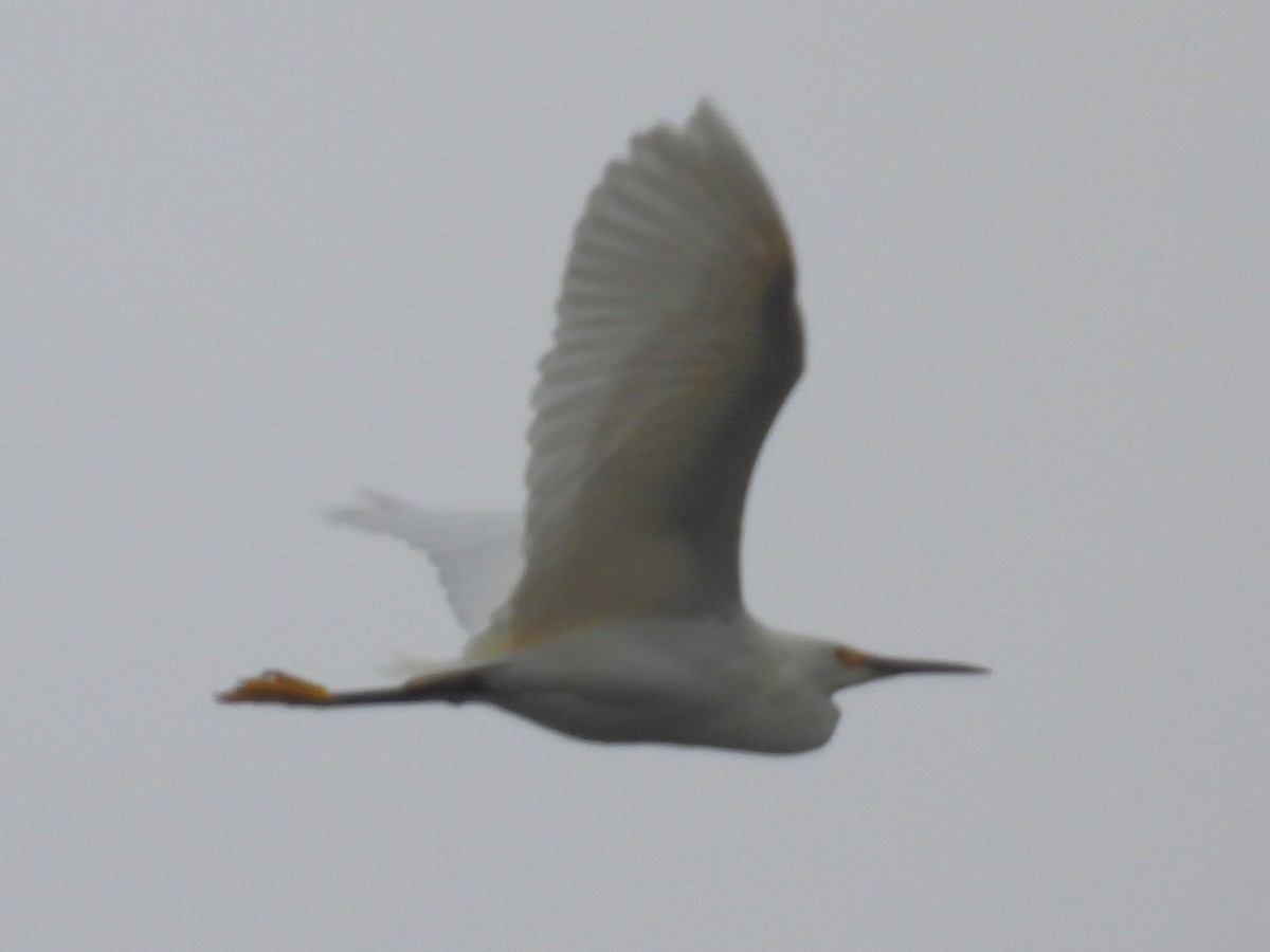 Schmuckreiher - ML646031745