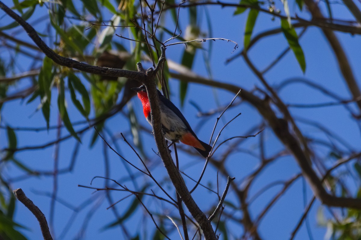 Mistletoebird - ML646031746