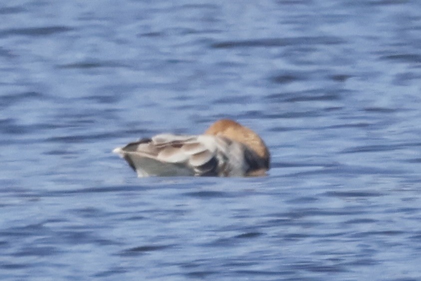 Tundrasaatgans - ML646031748