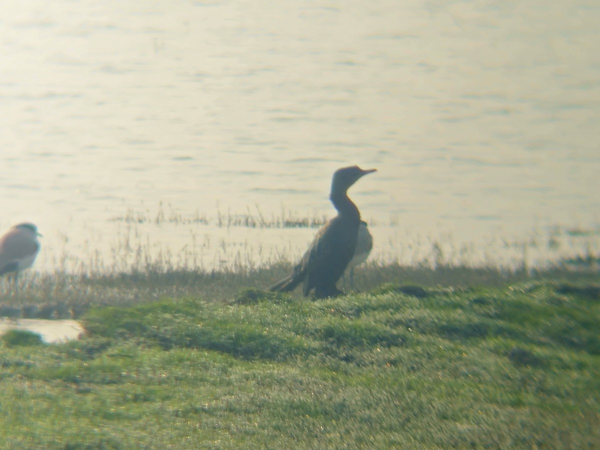 Kleinscharbe - ML646031749