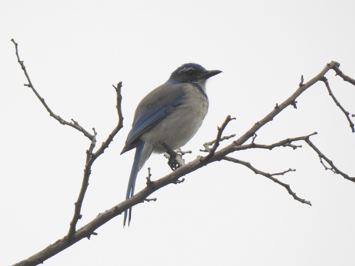 California Scrub-Jay - ML646031750