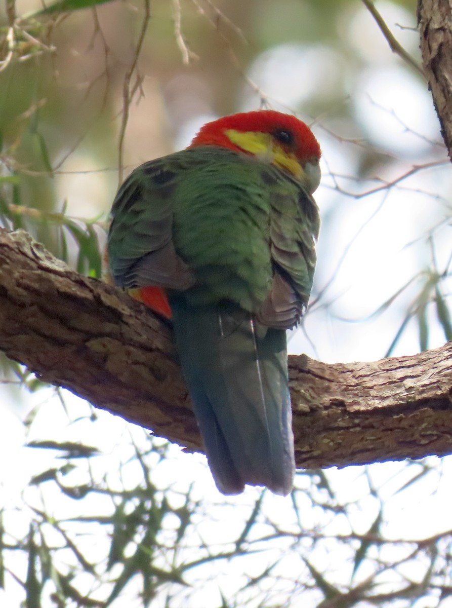 Western Rosella - ML646031751