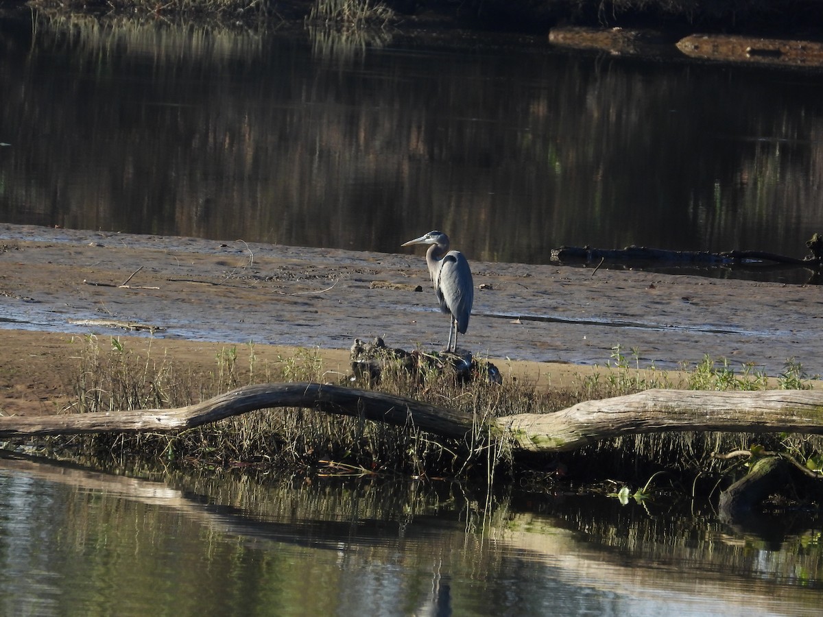 Great Blue Heron - ML646031753