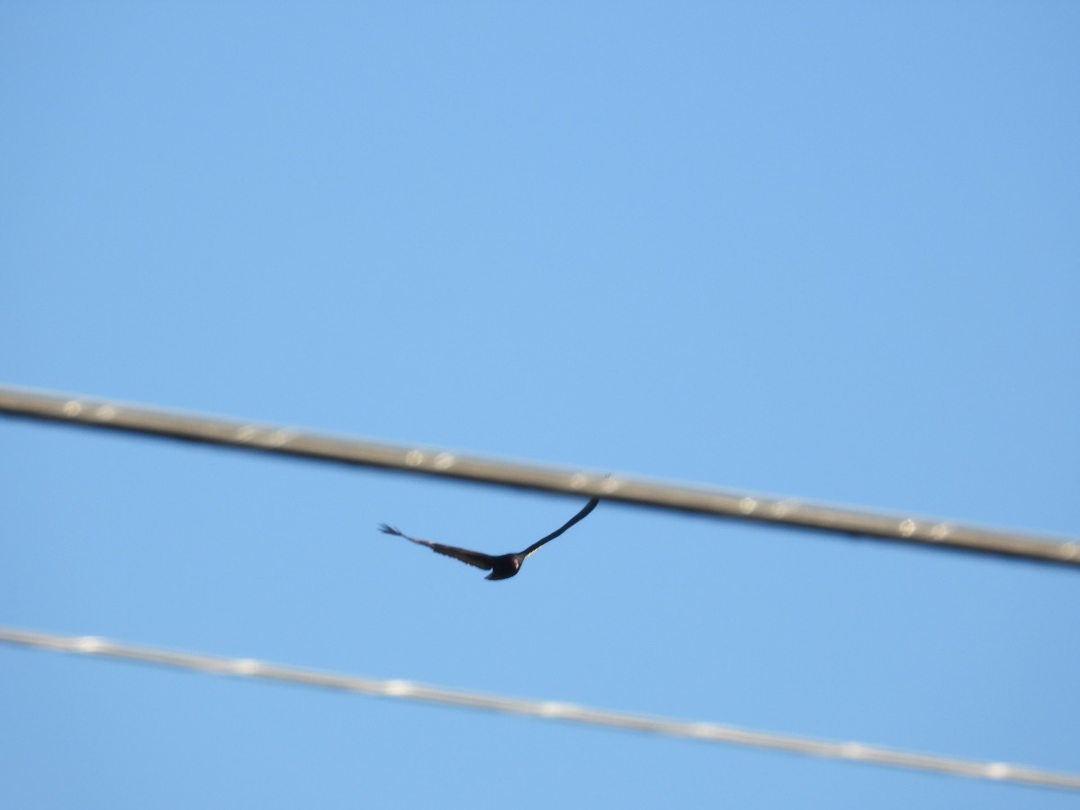 Turkey Vulture - ML646031754