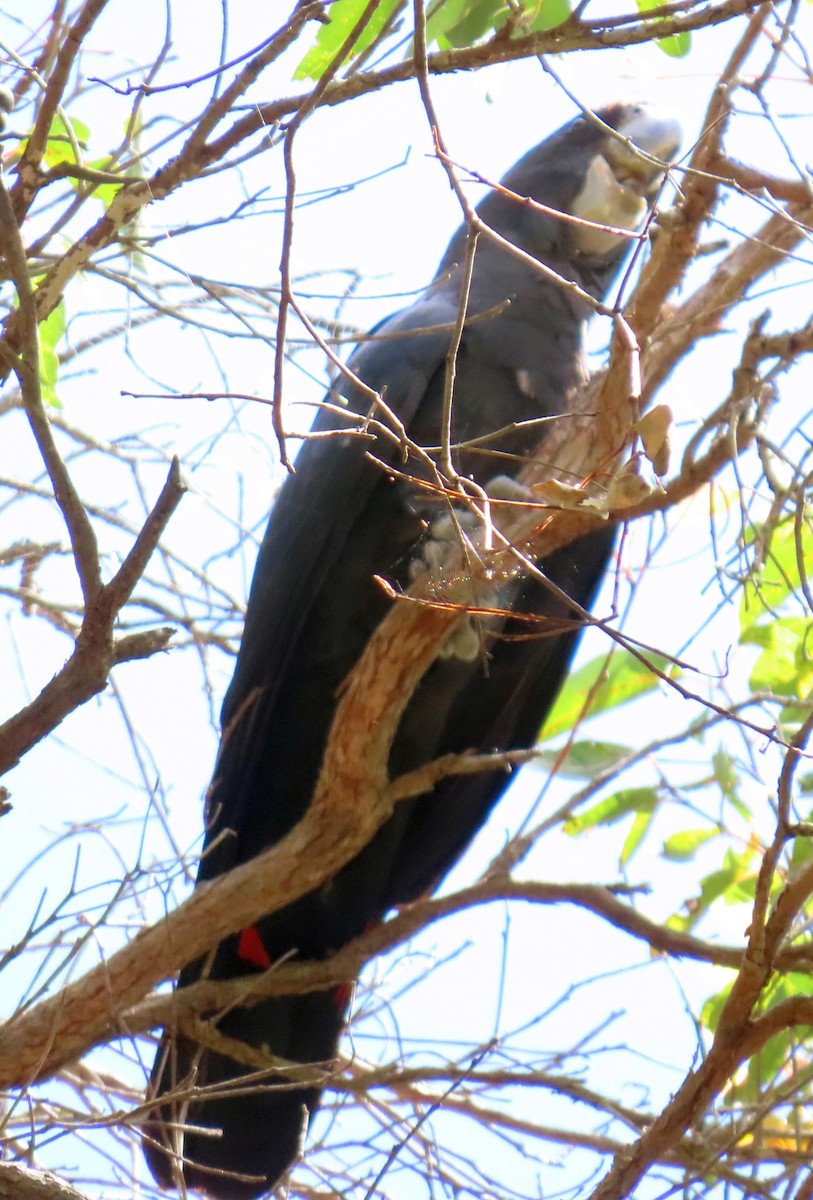 Red-tailed Black-Cockatoo - ML646031755