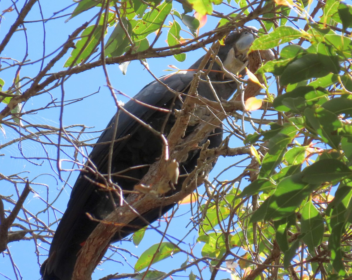 Red-tailed Black-Cockatoo - ML646031756