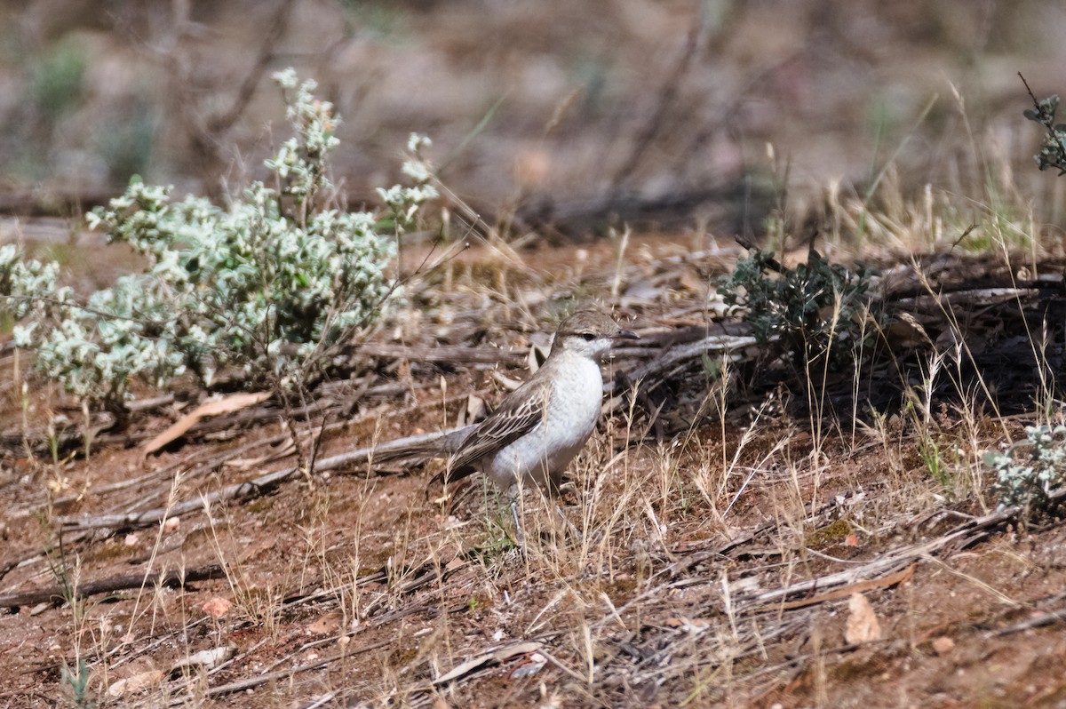 White-winged Triller - ML646031763