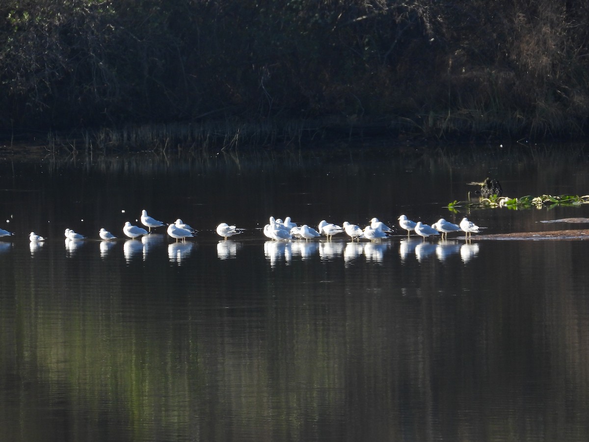 Ring-billed Gull - ML646031767