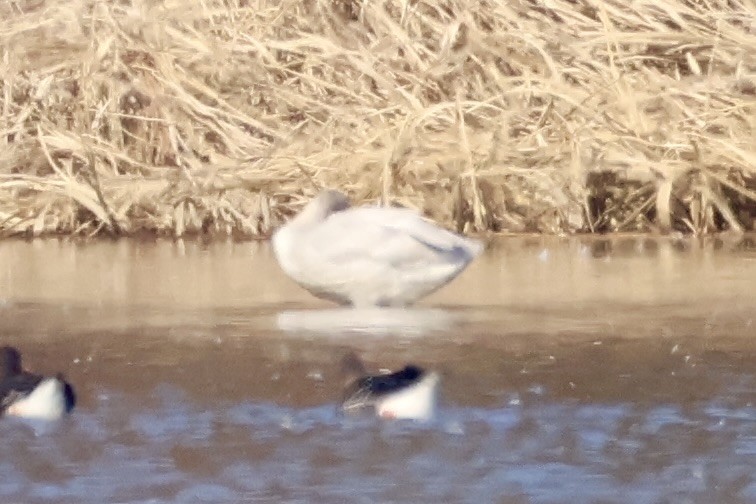 Tundra Swan - ML646031768