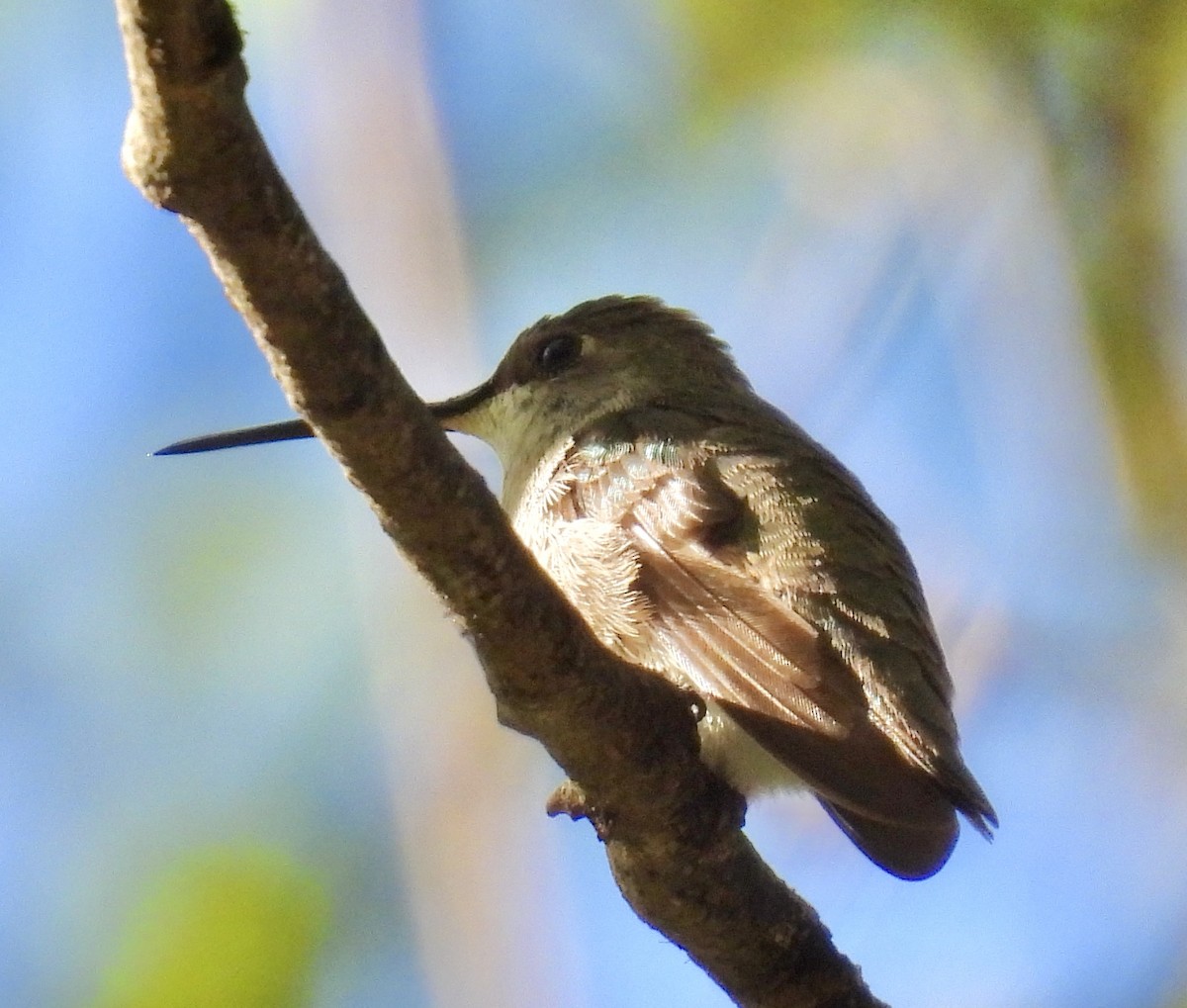 Ruby-throated/Black-chinned Hummingbird - ML646031771