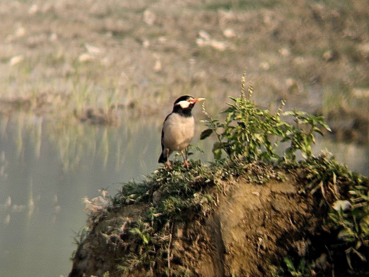 Indian Pied Starling - ML646031772