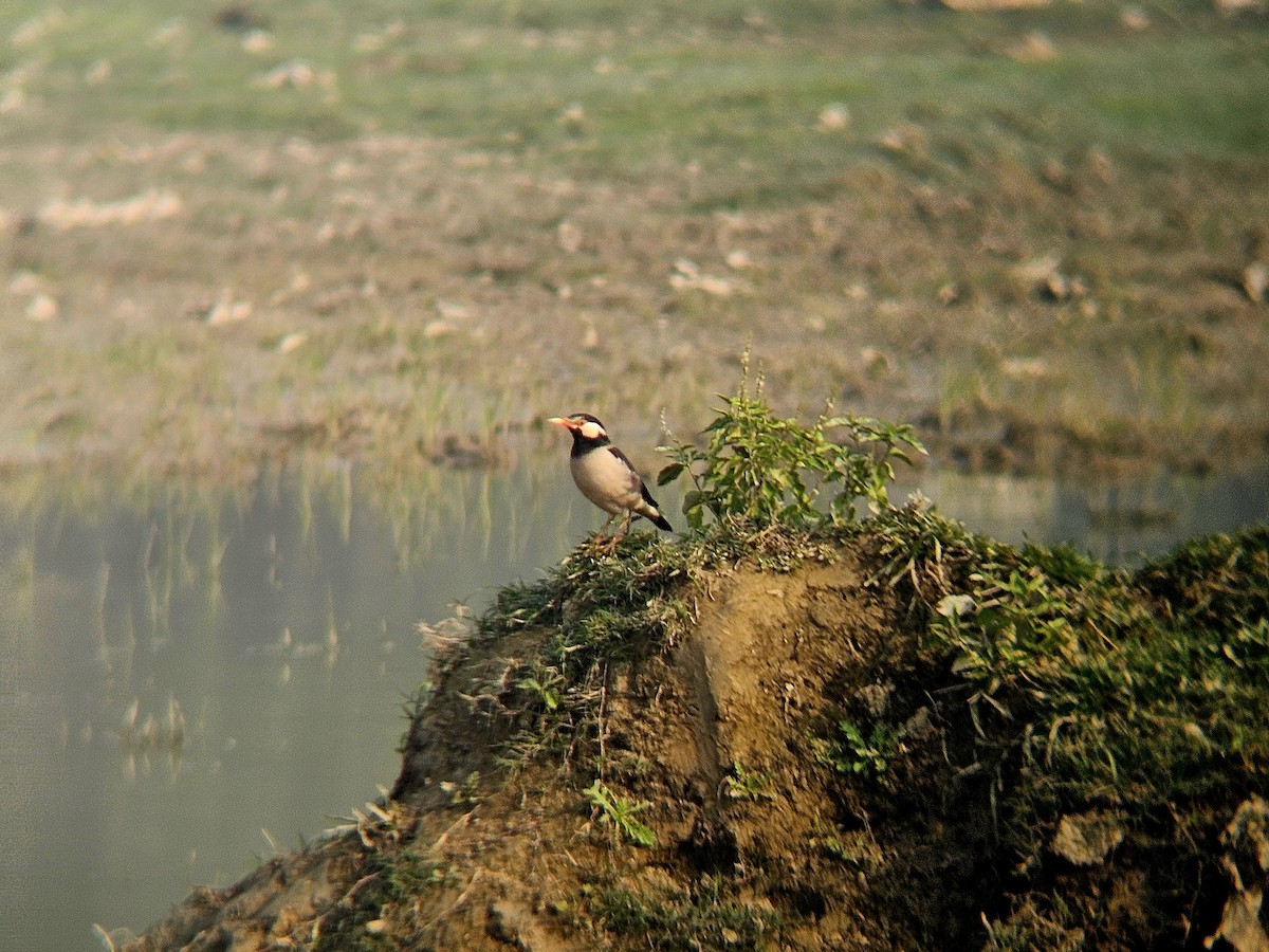 Indian Pied Starling - ML646031773