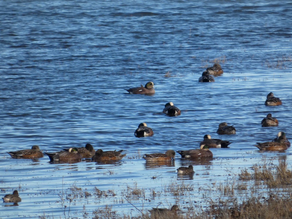 American Wigeon - ML646031774