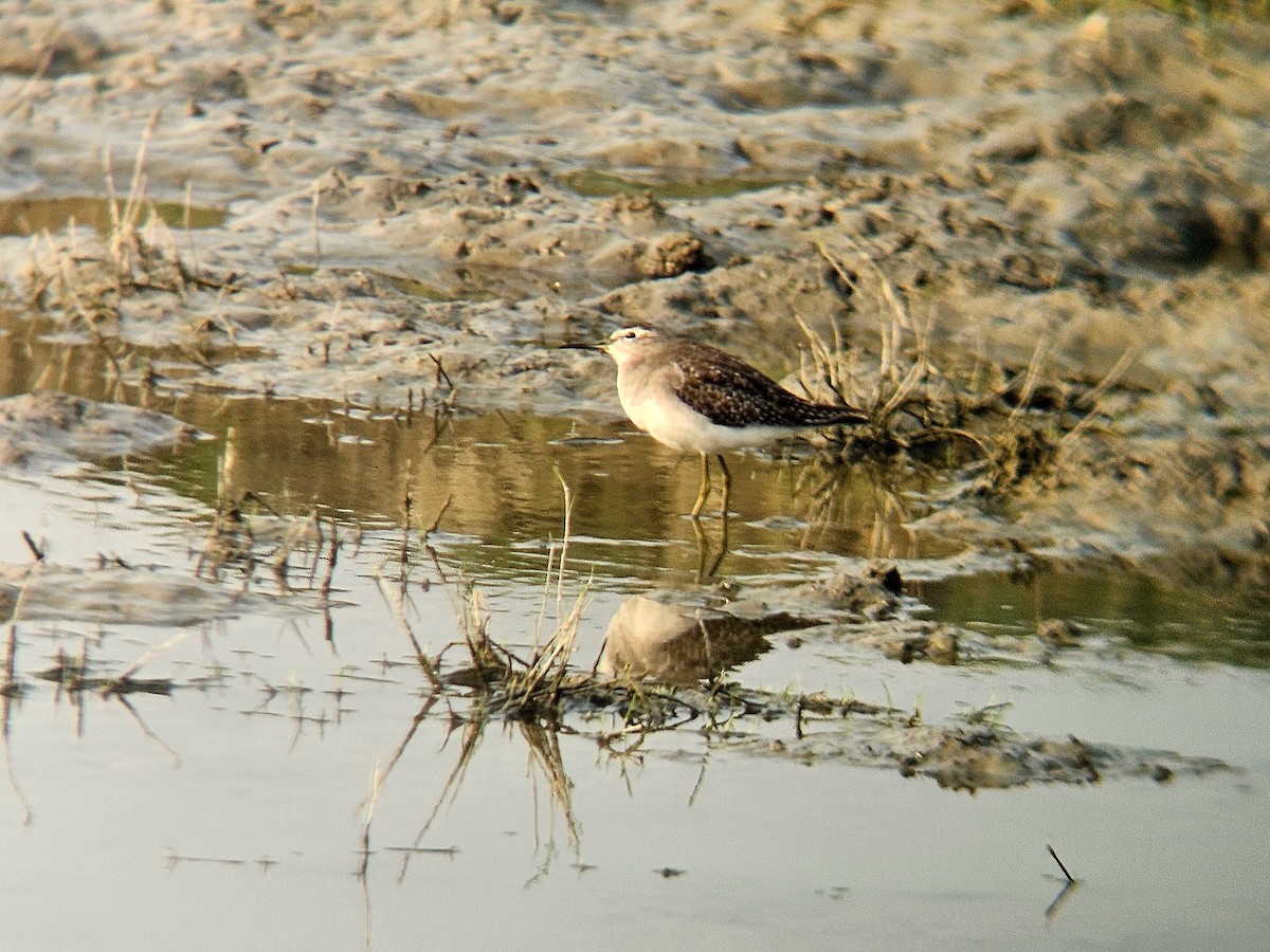 Wood Sandpiper - ML646031775