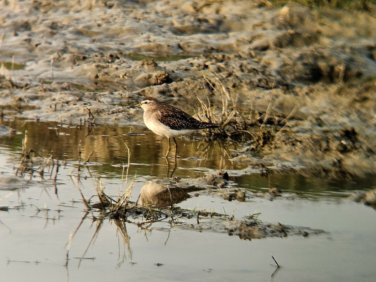 Wood Sandpiper - ML646031776