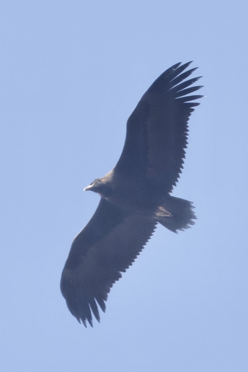 Cinereous Vulture - ML646031777