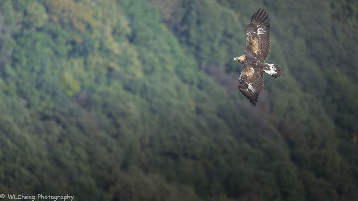 Golden Eagle - ML646031780