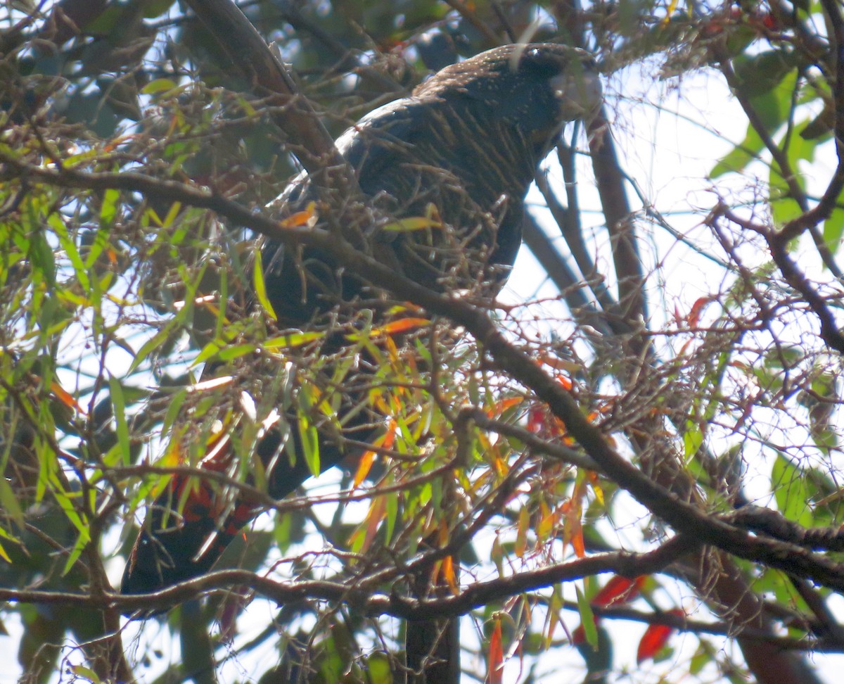 Red-tailed Black-Cockatoo - ML646031782