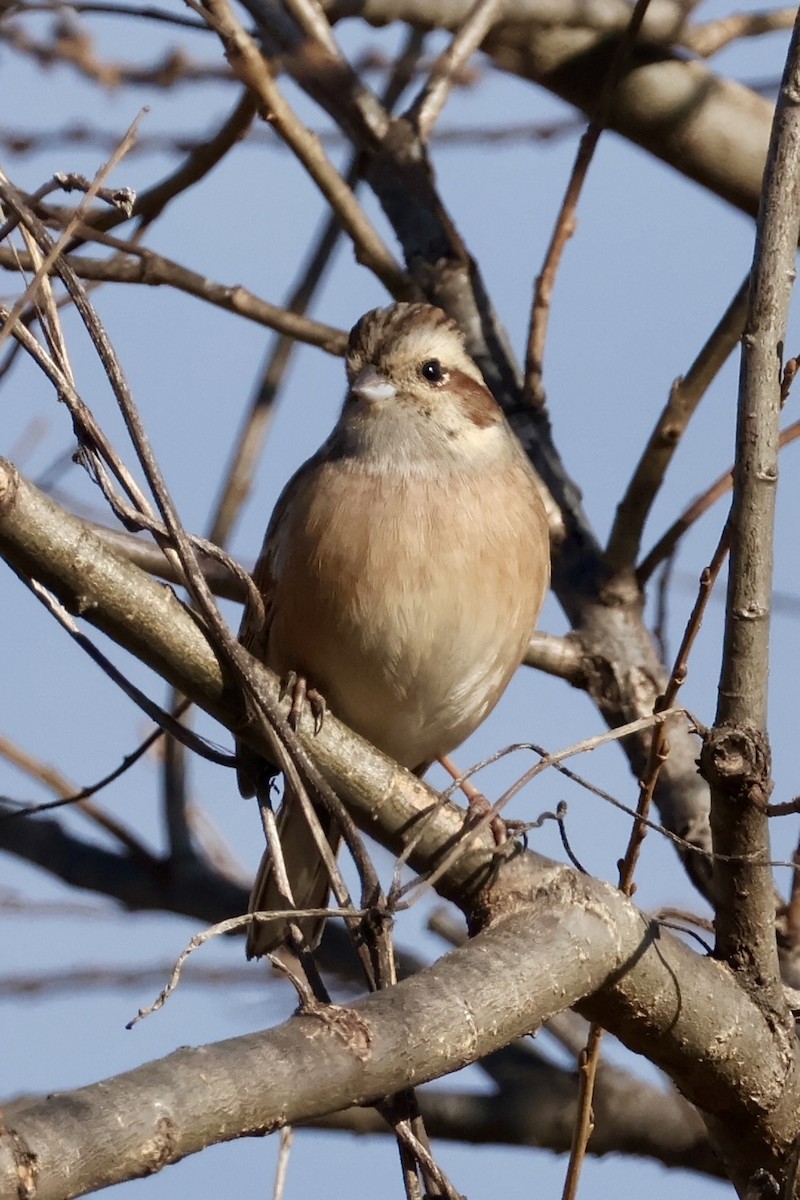 Meadow Bunting - ML646031783