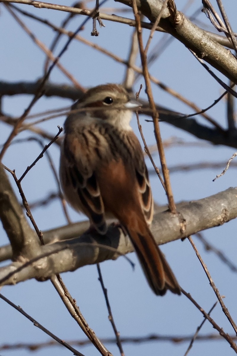 Meadow Bunting - ML646031784