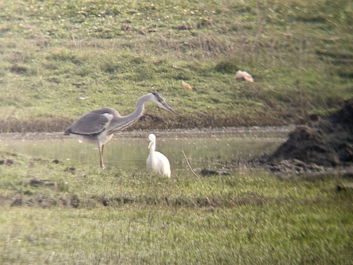 Gray Heron - ML646031785