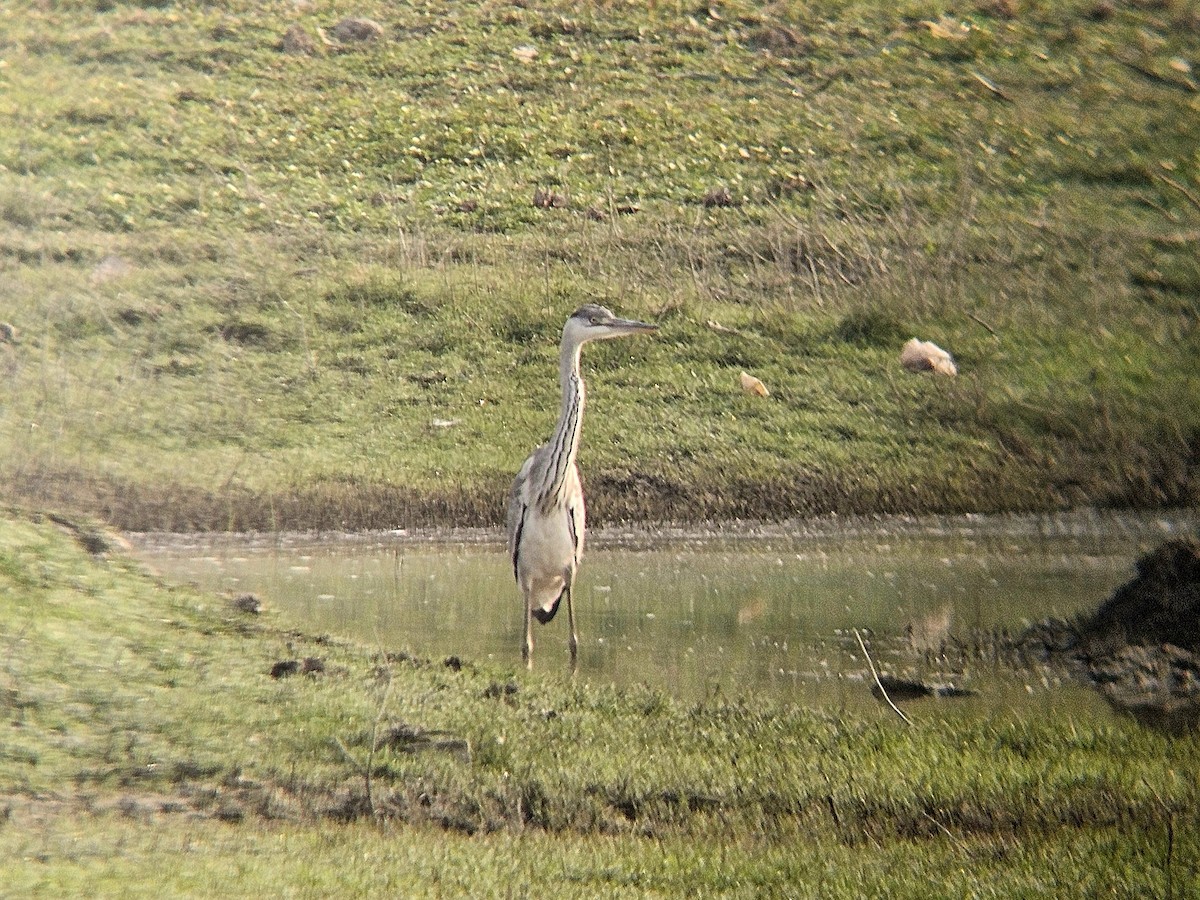 Gray Heron - ML646031786