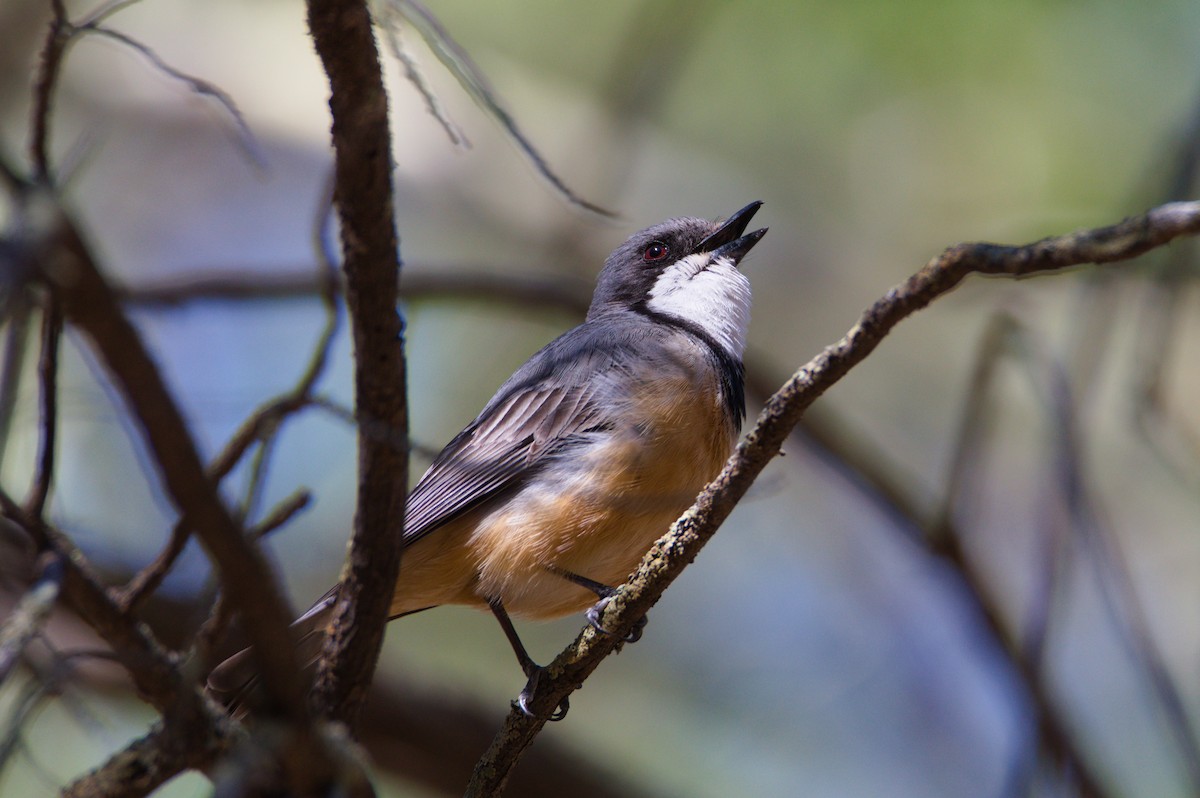 Ожерелковый свистун - ML646031787