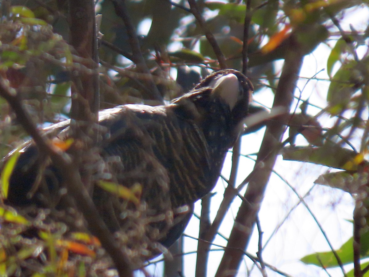 Red-tailed Black-Cockatoo - ML646031788