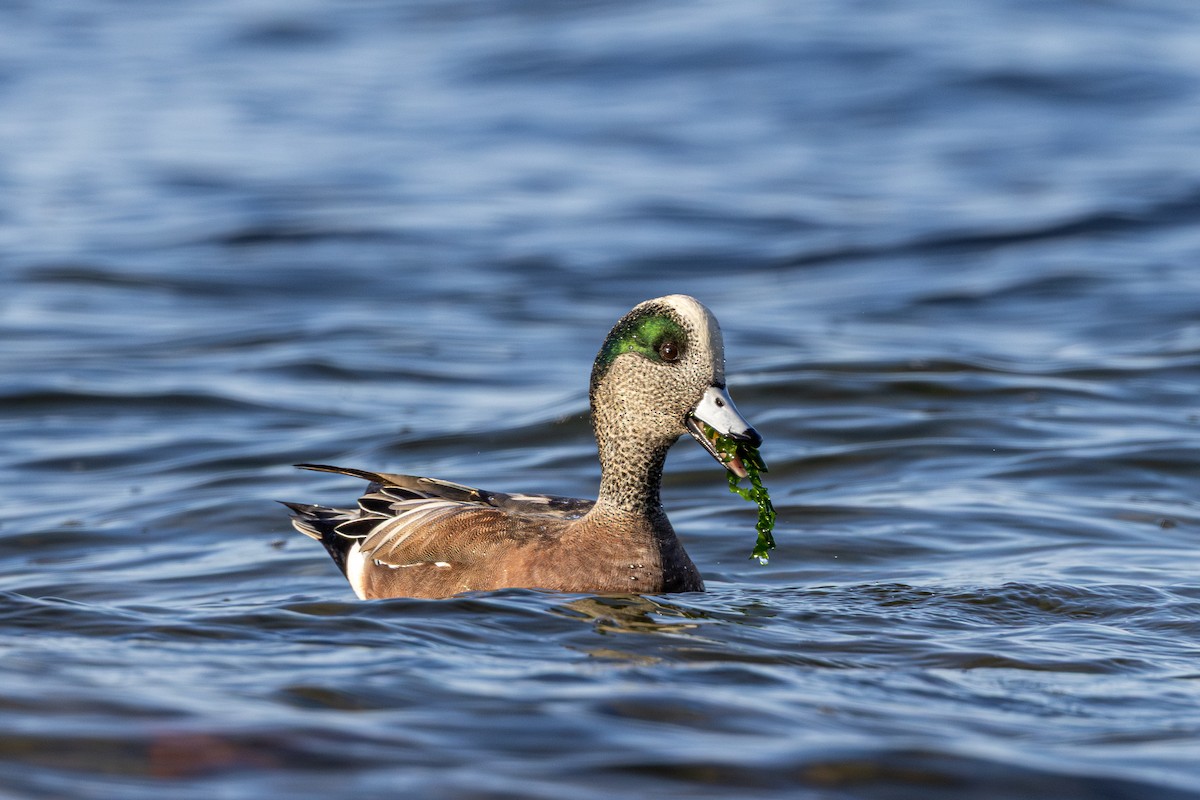 American Wigeon - ML646031789