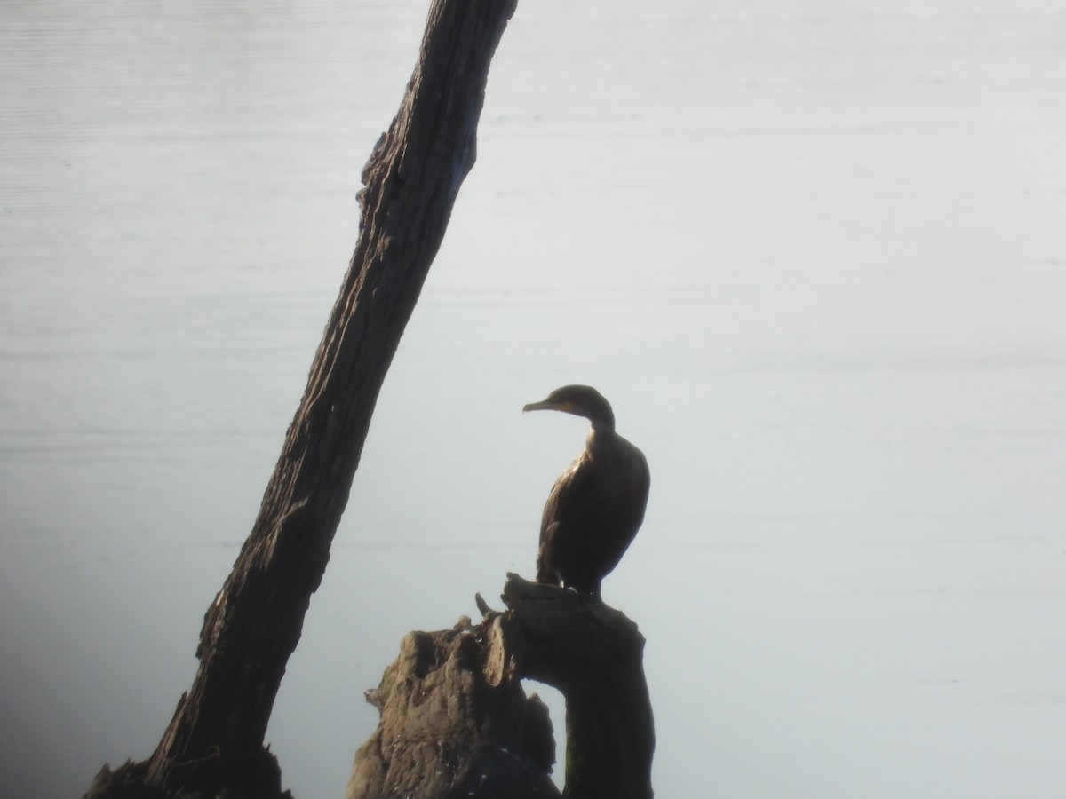 Double-crested Cormorant - ML646031792